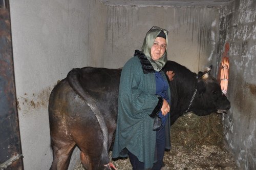 Geleneksel Boğa Güreşleri Devam Ediyor