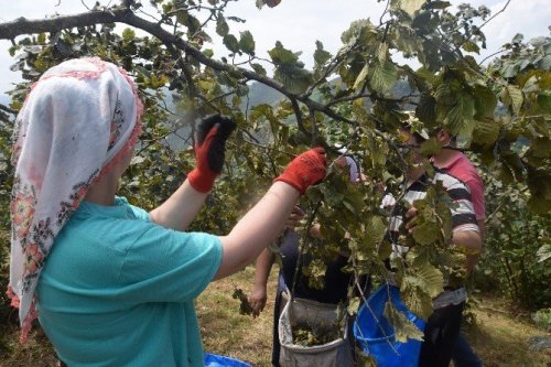Giresun’da Fındık Hasadı Başladı