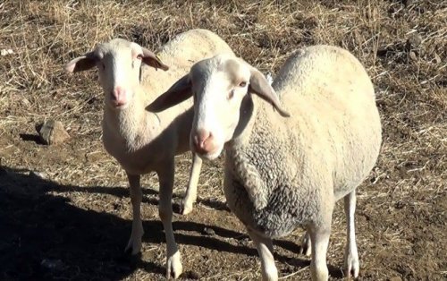 Hakkari’de Fransa Koyunu Dönemi