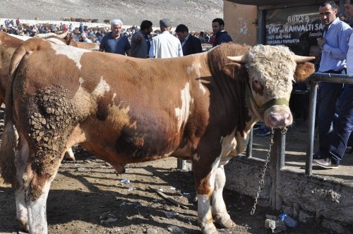 'Hayvan Pazarı'nda Durgunluk Yaşanıyor