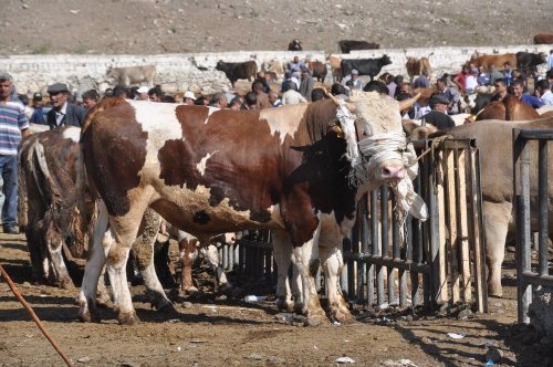 'Hayvan Pazarı'nda Durgunluk Yaşanıyor