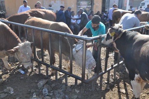 'Hayvan Pazarı'nda Durgunluk Yaşanıyor