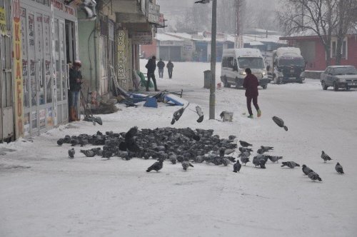 Her Sabah Kuşları Doyuruyorlar