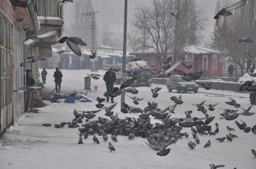 Her Sabah Kuşları Doyuruyorlar