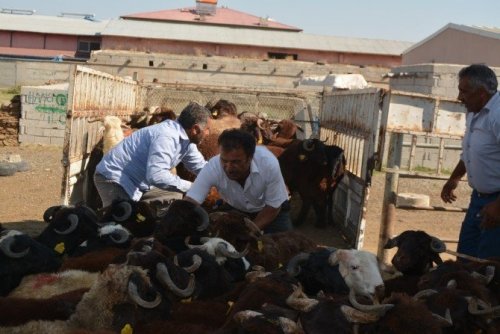 Iğdır’da Kurbanlık Fiyatları Arttı
