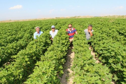 Iğdır'da Pamuk Yıllar Sonra Tekrar Ekildi