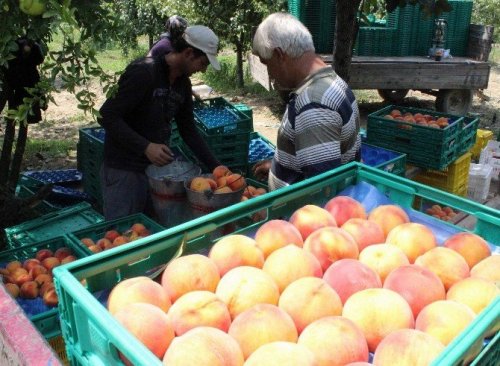 İhracat Durdu, Şeftali Ucuzladı...
