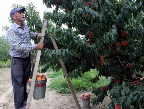 İhracat Durdu, Şeftali Ucuzladı...