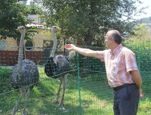İtfaiye Bahçesinde Deve Kuşu Besliyor