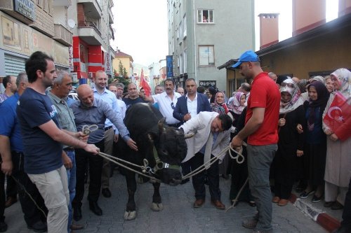 Kafkasör Festivali Boğalar Eşliğinde Yürüyüş İle Başladı