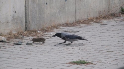 Kargaların Fare İle Mücadelesi