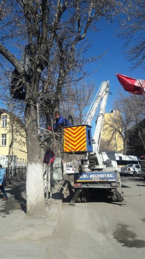 Kars Belediyesi Ağaçları Buduyor