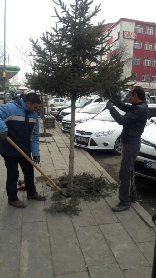 Kars Belediyesi Ağaçları Buduyor