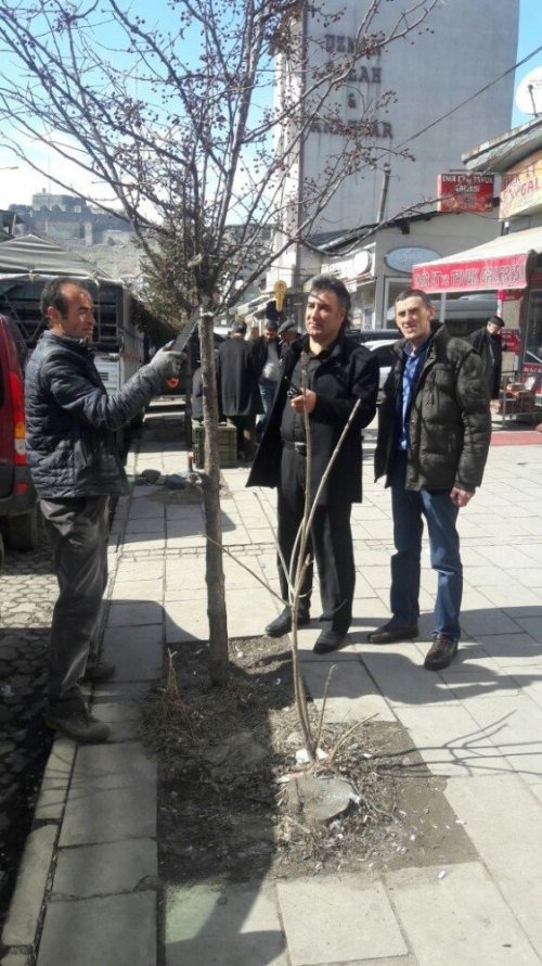 Kars Belediyesi Ağaçları Buduyor