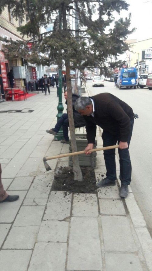 Kars Belediyesi Ağaçları Buduyor