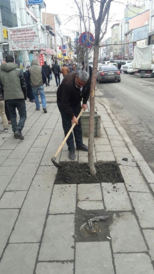 Kars Belediyesi Ağaçları Buduyor