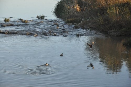 Kars Çayı'nda Yeşilbaş Ördekler