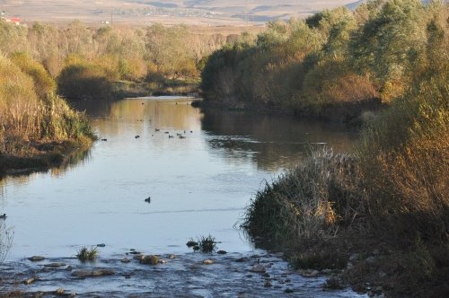 Kars Çayı'nda Yeşilbaş Ördekler