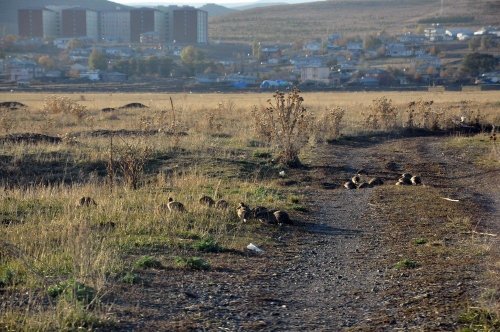 Kars Çayı'nda Yeşilbaş Ördekler