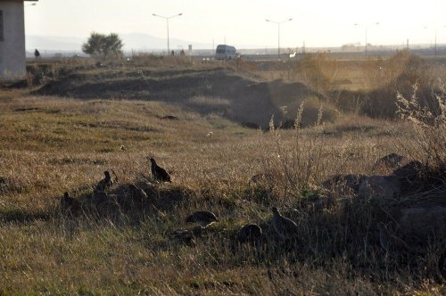 Kars Çayı'nda Yeşilbaş Ördekler