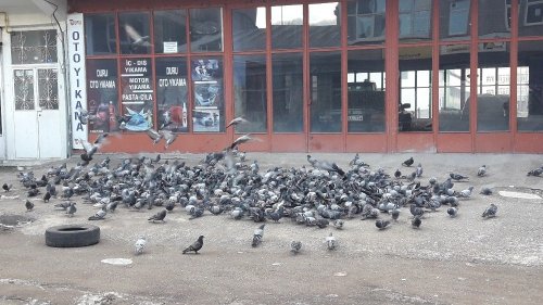 Karslı Esnaf Yüzlerce Güvercini Doyuruyor
