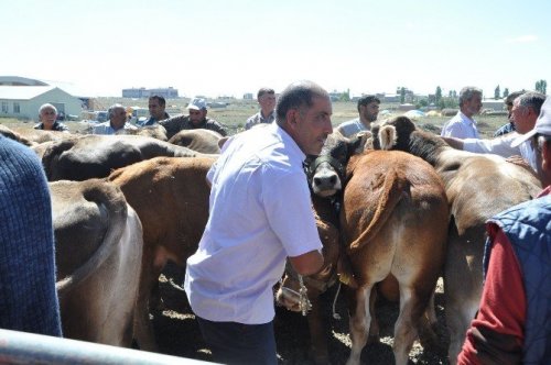 Kars’ta Damızlık Boğaların Dağıtımı Yapıldı
