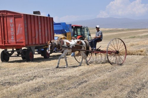 Kars’ta Köylüler, Güneş Altında Patos Vuruyor