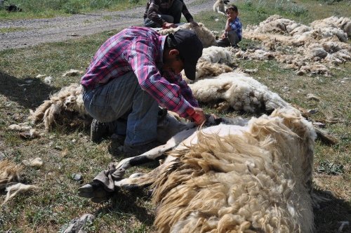 Kars’ta Koyunlar Kırkılmaya Başladı