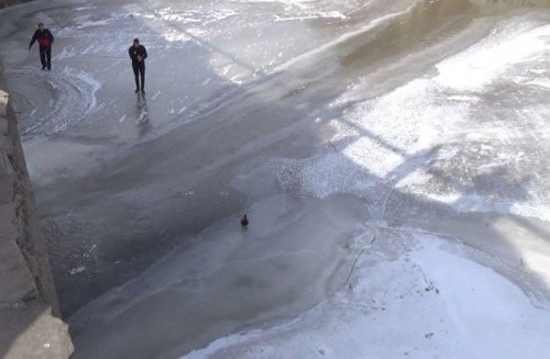 Kars'ta Yaralı Ördek Operasyonu