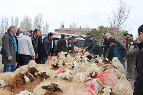 karstan-afrin’e-canli-hayvan-destegi-(5).jpg