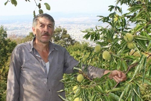 Katil Arılar 20 Bin Ağacı Kuruttu
