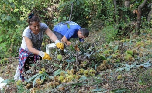 Katil Arılar 20 Bin Ağacı Kuruttu