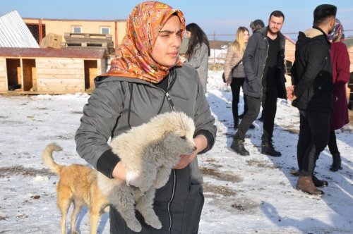 KAÜ'lü Öğrencilerin Hayvan Duyarlılığı