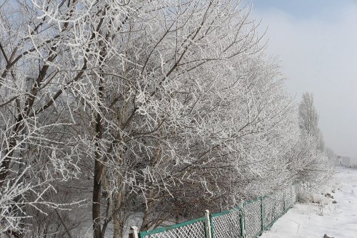 Kırağı Tutan Ağaçlar Büyüledi