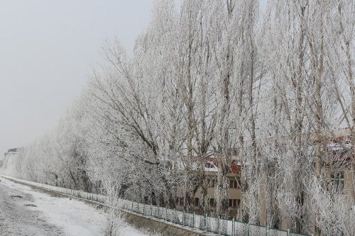 Kırağı Tutan Ağaçlar Büyüledi