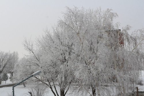 Kırağı Tutan Ağaçlar Büyüledi