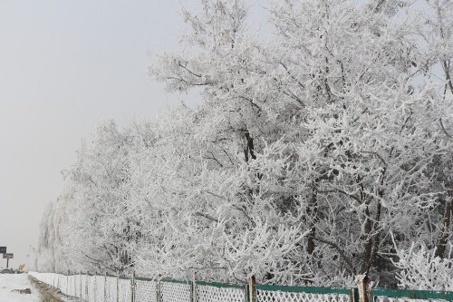 Kırağı Tutan Ağaçlar Büyüledi