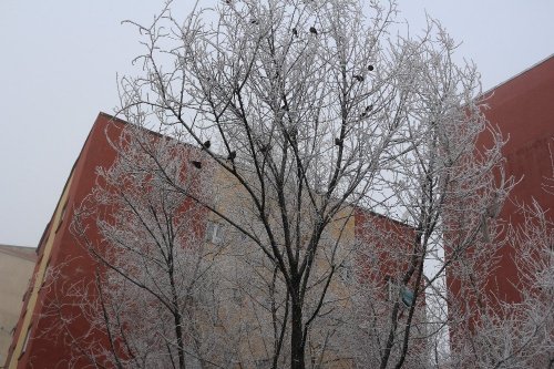 Kırağı Tutan Ağaçlar Büyüledi