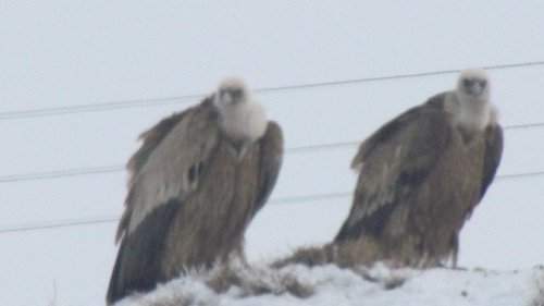 Kızıl Akbabalar İçin Doğaya Foto Kapan Bırakıldı