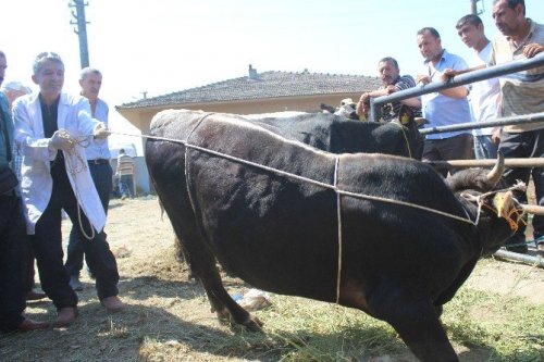 Kurbanlık Yatırmanın Püf Noktası