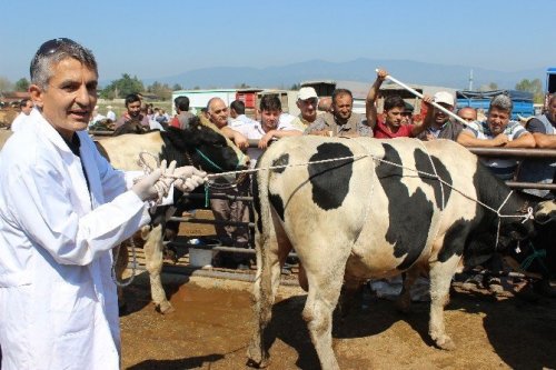 Kurbanlık Yatırmanın Püf Noktası