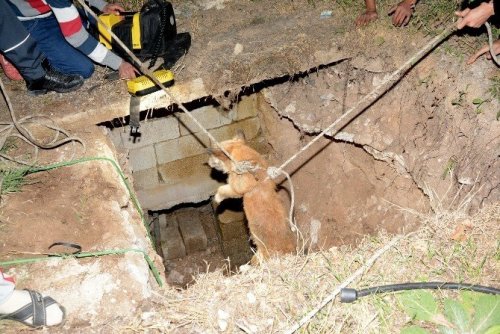Kuyuya Düşen Köpek Afad Ekiplerince Kurtarıldı
