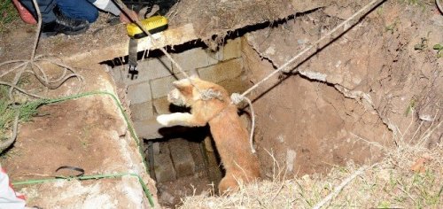 Kuyuya Düşen Köpek Afad Ekiplerince Kurtarıldı