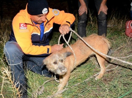 Kuyuya Düşen Köpek Afad Ekiplerince Kurtarıldı