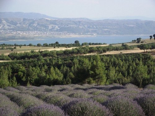 Lavanta, Bir Köyün Kaderini Değiştirdi