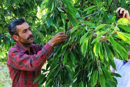 Malatya’da Kiraz Hasadı Başladı