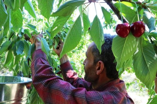 Malatya’da Kiraz Hasadı Başladı