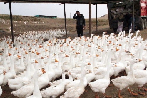 Mimarlığı Bıraktı Kaz Çiftliği Kurdu