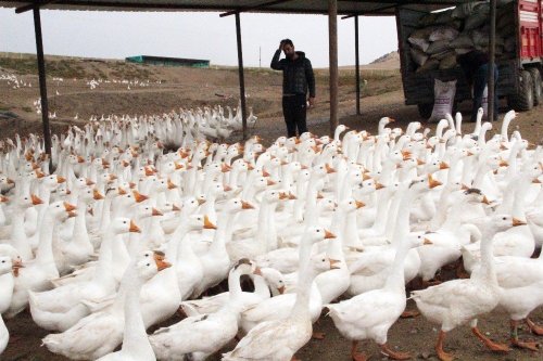 Mimarlığı Bıraktı Kaz Çiftliği Kurdu