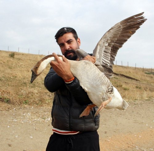 Mimarlığı Bıraktı Kaz Çiftliği Kurdu